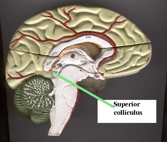 superior-colliculi